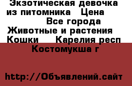 Экзотическая девочка из питомника › Цена ­ 25 000 - Все города Животные и растения » Кошки   . Карелия респ.,Костомукша г.